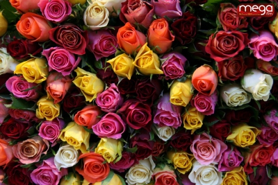 Recherche Fleuriste à Orléans